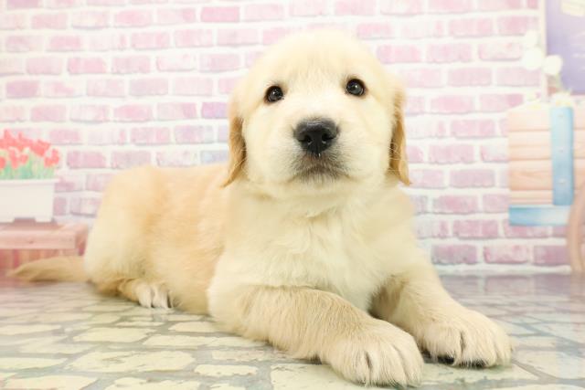 広島県のゴールデンレトリバー (Coo&RIKU広島中央店/2025年12月23日生まれ/男の子/ゴールデン)の子犬の3枚目の画像