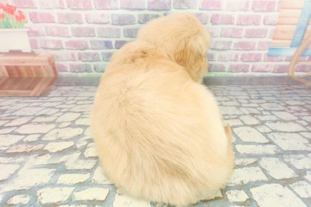 広島県のゴールデンレトリバー (Coo&RIKU広島中央店/2025年12月23日生まれ/男の子/ゴールデン)の子犬の4枚目の画像