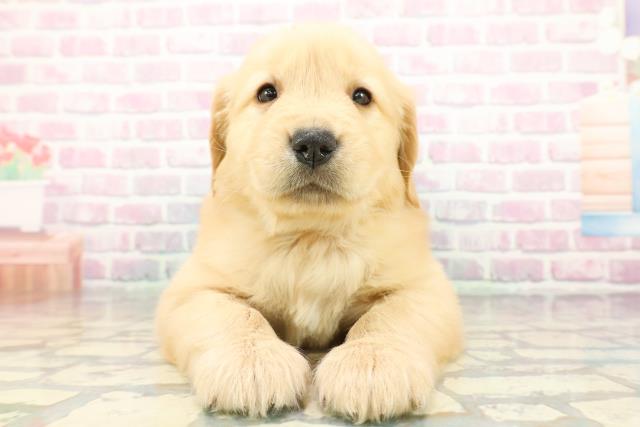 北海道のゴールデンレトリバー (Coo&RIKU函館店/2025年12月23日生まれ/男の子/ゴールデン)の子犬