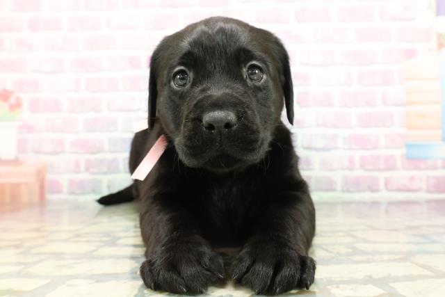 沖縄県のラブラドールレトリーバー (Coo&RIKU沖縄浦添店/2025年12月16日生まれ/女の子/ブラック)の子犬