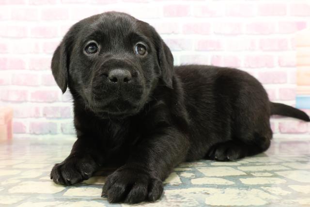 沖縄県のラブラドールレトリーバー (Coo&RIKU沖縄浦添店/2025年12月16日生まれ/女の子/ブラック)の子犬の2枚目の画像
