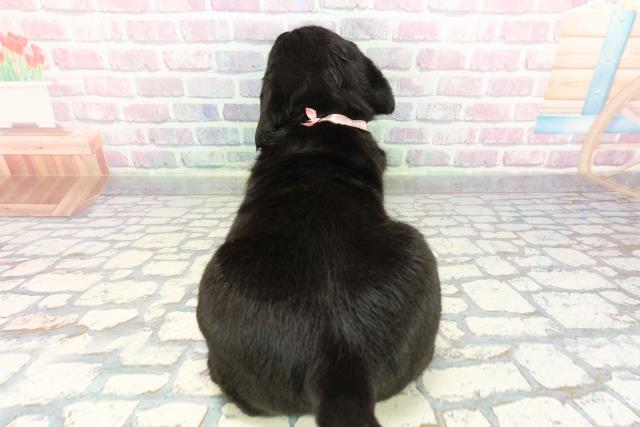 沖縄県のラブラドールレトリーバー (Coo&RIKU沖縄浦添店/2025年12月16日生まれ/女の子/ブラック)の子犬の4枚目の画像