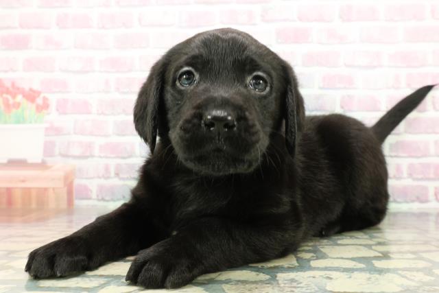 千葉県のラブラドールレトリーバー (Coo&RIKU市原店/2025年12月16日生まれ/女の子/ブラック)の子犬の2枚目の画像