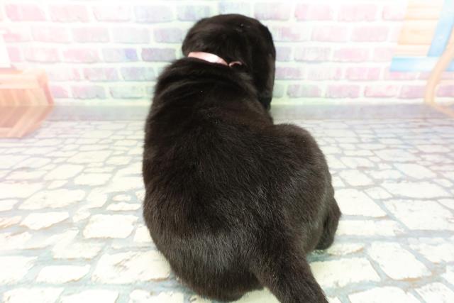 千葉県のラブラドールレトリーバー (Coo&RIKU市原店/2025年12月16日生まれ/女の子/ブラック)の子犬の4枚目の画像