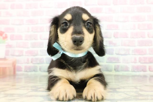 群馬県のミニチュアダックスフンド(ロング) (Coo&RIKU前橋店/2025年12月19日生まれ/男の子/ブラックイエロー)の子犬の1枚目の画像