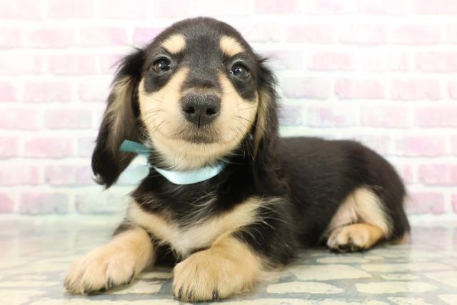 群馬県のミニチュアダックスフンド(ロング) (Coo&RIKU前橋店/2025年12月19日生まれ/男の子/ブラックイエロー)の子犬の2枚目の画像