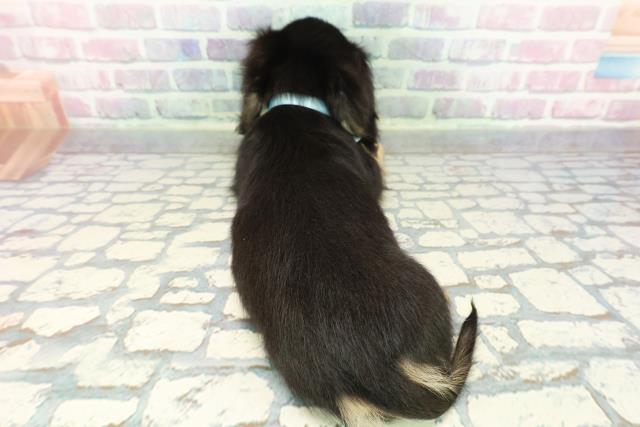 群馬県のミニチュアダックスフンド(ロング) (Coo&RIKU前橋店/2025年12月19日生まれ/男の子/ブラックイエロー)の子犬の4枚目の画像