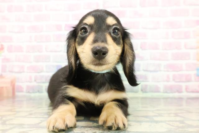 宮城県のミニチュアダックスフンド(ロング) (Coo&RIKU仙台太白店/2025年12月19日生まれ/男の子/ブラックイエロー)の子犬の1枚目の画像