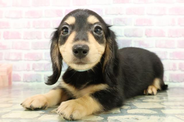 宮城県のミニチュアダックスフンド(ロング) (Coo&RIKU仙台太白店/2025年12月19日生まれ/男の子/ブラックイエロー)の子犬の2枚目の画像