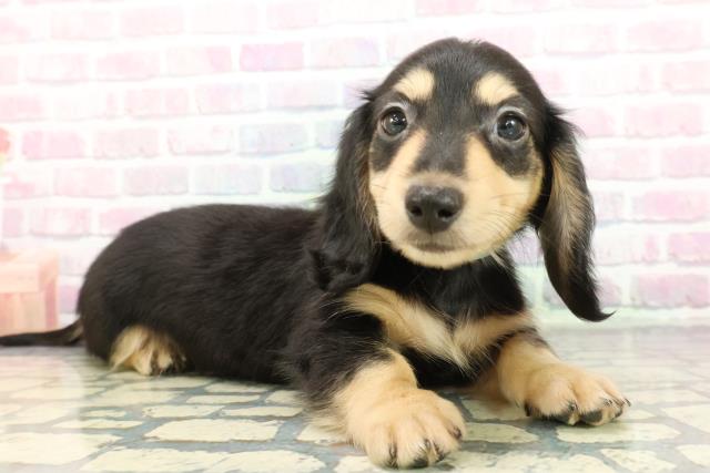 宮城県のミニチュアダックスフンド(ロング) (Coo&RIKU仙台太白店/2025年12月19日生まれ/男の子/ブラックイエロー)の子犬の3枚目の画像