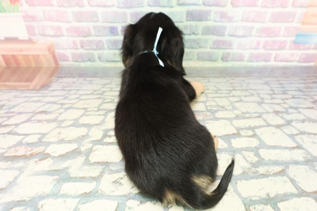 宮城県のミニチュアダックスフンド(ロング) (Coo&RIKU仙台太白店/2025年12月19日生まれ/男の子/ブラックイエロー)の子犬の4枚目の画像