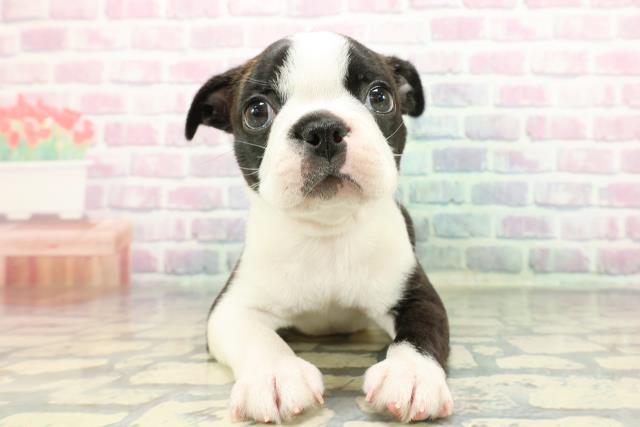 ボストンテリア