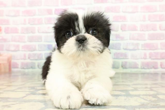 群馬県のシーズー (Coo&RIKU伊勢崎店/2025年12月15日生まれ/女の子/ホワイトブラック)の子犬の1枚目の画像