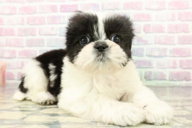 群馬県のシーズー (Coo&RIKU伊勢崎店/2025年12月15日生まれ/女の子/ホワイトブラック)の子犬の3枚目の画像