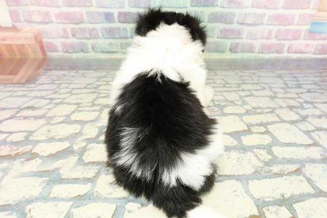 群馬県のシーズー (Coo&RIKU伊勢崎店/2025年12月15日生まれ/女の子/ホワイトブラック)の子犬の4枚目の画像