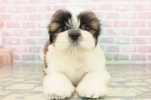 群馬県のシーズー (Coo&RIKU前橋店/2025年12月15日生まれ/女の子/ホワイトゴールド)の子犬の1枚目の画像