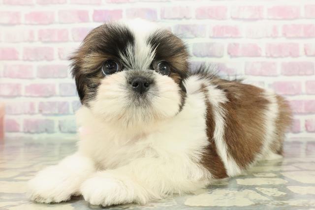 群馬県のシーズー (Coo&RIKU前橋店/2025年12月15日生まれ/女の子/ホワイトゴールド)の子犬の2枚目の画像