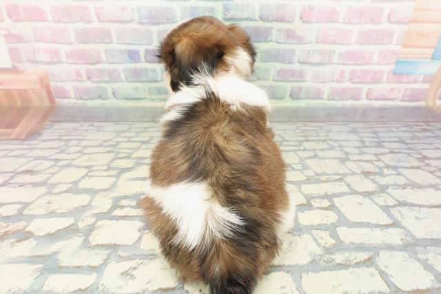 群馬県のシーズー (Coo&RIKU前橋店/2025年12月15日生まれ/女の子/ホワイトゴールド)の子犬の4枚目の画像