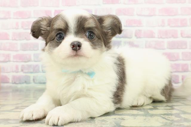 東京都のチワワ(ロング) (Coo&RIKU武蔵小山店/2025年12月21日生まれ/男の子/ブルータンホワイト)の子犬の2枚目の画像