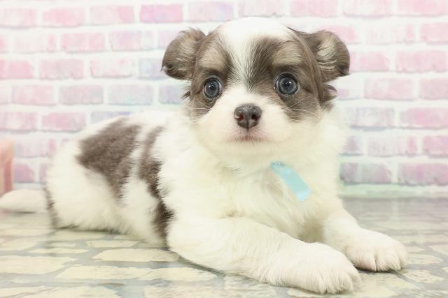 東京都のチワワ(ロング) (Coo&RIKU武蔵小山店/2025年12月21日生まれ/男の子/ブルータンホワイト)の子犬の3枚目の画像