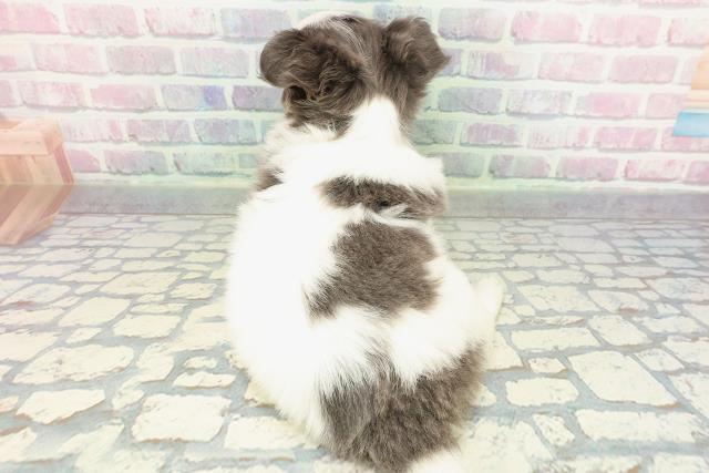 東京都のチワワ(ロング) (Coo&RIKU武蔵小山店/2025年12月21日生まれ/男の子/ブルータンホワイト)の子犬の4枚目の画像