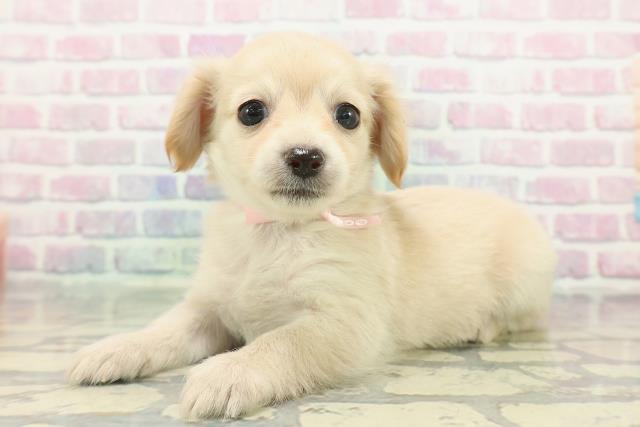 埼玉県のチワックス(チワワ×ダックス) (Coo&RIKU春日部店/2025年12月14日生まれ/女の子/クリーム)の子犬の2枚目の画像