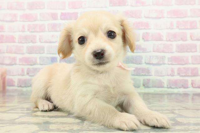 埼玉県のチワックス(チワワ×ダックス) (Coo&RIKU春日部店/2025年12月14日生まれ/女の子/クリーム)の子犬の3枚目の画像