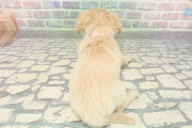 埼玉県のチワックス(チワワ×ダックス) (Coo&RIKU春日部店/2025年12月14日生まれ/女の子/クリーム)の子犬の4枚目の画像