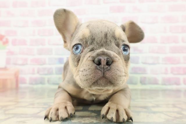 東京都のフレンチブルドッグ (Coo&RIKU東久留米店/2025年12月18日生まれ/男の子/ブルーマール)の子犬の1枚目の画像