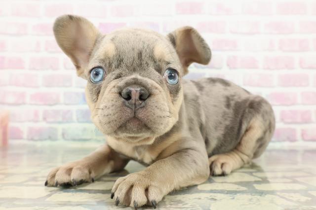 東京都のフレンチブルドッグ (Coo&RIKU東久留米店/2025年12月18日生まれ/男の子/ブルーマール)の子犬の2枚目の画像