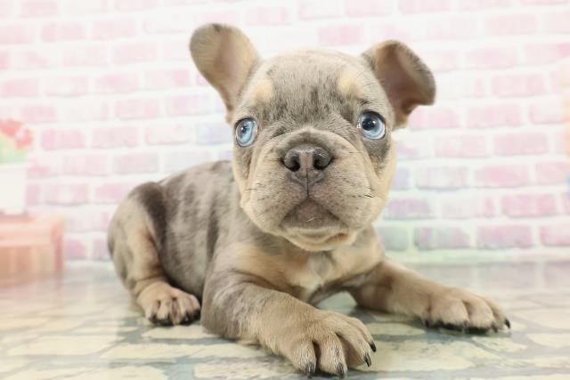 東京都のフレンチブルドッグ (Coo&RIKU東久留米店/2025年12月18日生まれ/男の子/ブルーマール)の子犬の3枚目の画像