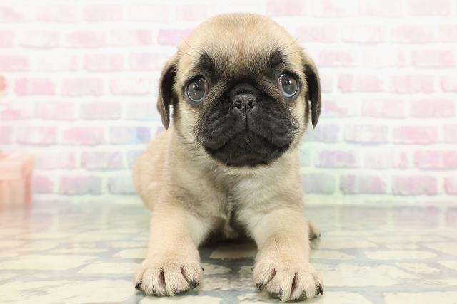 東京都のパグ (Coo&RIKU東久留米店/2025年12月20日生まれ/男の子/フォーン)の子犬の1枚目の画像