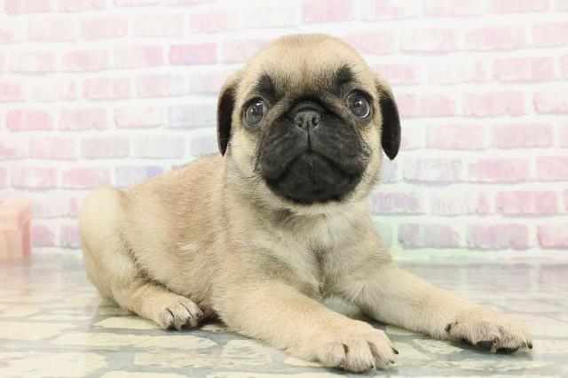 東京都のパグ (Coo&RIKU東久留米店/2025年12月20日生まれ/男の子/フォーン)の子犬の3枚目の画像