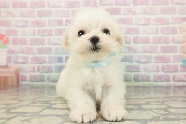 長野県のマルチーズ (Coo&RIKU長野店/2025年12月22日生まれ/男の子/ホワイト)の子犬の1枚目の画像