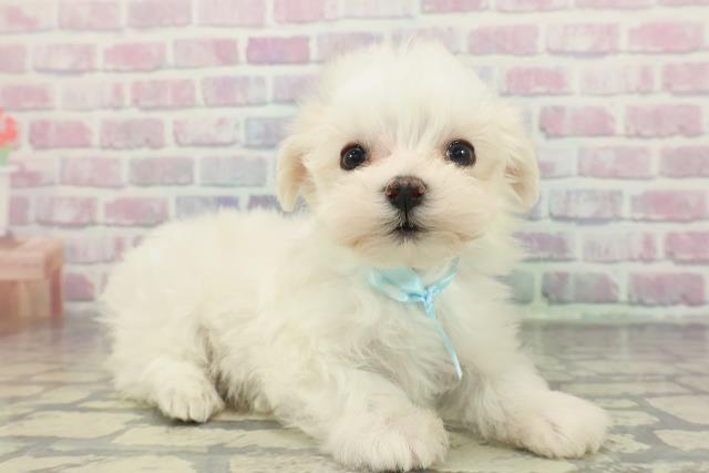 長野県のマルチーズ (Coo&RIKU長野店/2025年12月22日生まれ/男の子/ホワイト)の子犬の3枚目の画像