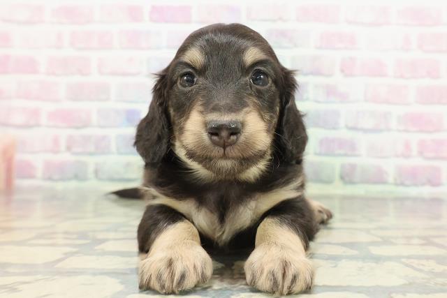 北海道のミニチュアダックスフンド(ロング) (Coo&RIKU旭川店/2025年12月23日生まれ/男の子/ブラックイエロー)の子犬