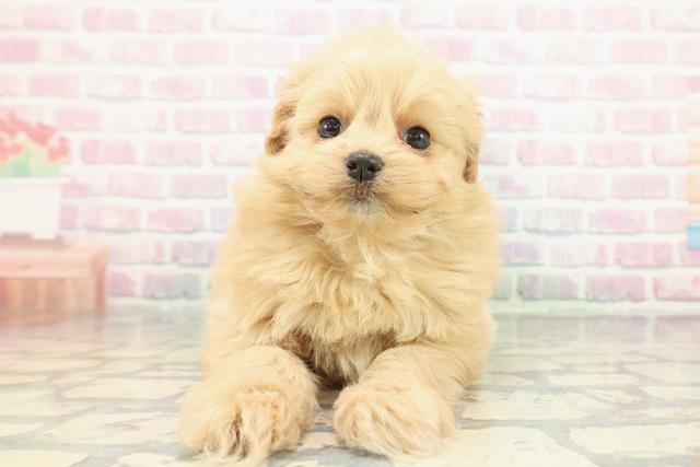 広島県のポメプー(ポメラニアン×プードル) (Coo&RIKU広島中央店/2025年12月20日生まれ/女の子/アプリコット)の子犬