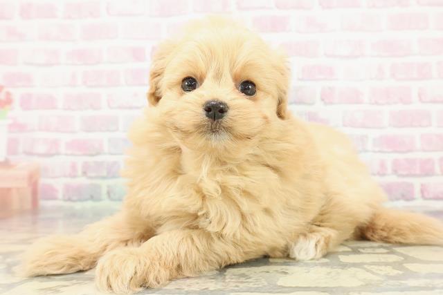 広島県のポメプー(ポメラニアン×プードル) (Coo&RIKU広島中央店/2025年12月20日生まれ/女の子/アプリコット)の子犬の2枚目の画像