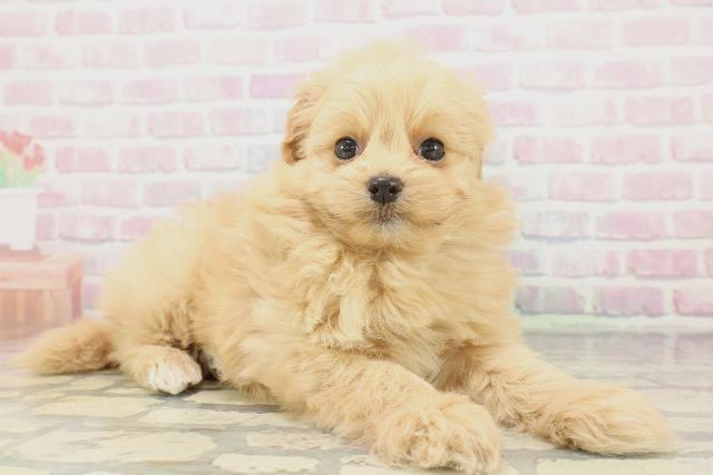 広島県のポメプー(ポメラニアン×プードル) (Coo&RIKU広島中央店/2025年12月20日生まれ/女の子/アプリコット)の子犬の3枚目の画像