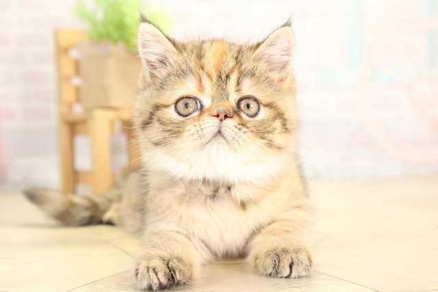 三重県のエキゾチック (Coo&RIKU四日市店/2025年12月8日生まれ/女の子/ブラウンパッチドタビー)の子猫の1枚目の画像