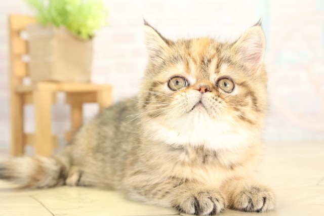 三重県のエキゾチック (Coo&RIKU四日市店/2025年12月8日生まれ/女の子/ブラウンパッチドタビー)の子猫の2枚目の画像