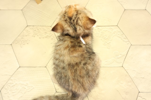 三重県のエキゾチック (Coo&RIKU四日市店/2025年12月8日生まれ/女の子/ブラウンパッチドタビー)の子猫の4枚目の画像