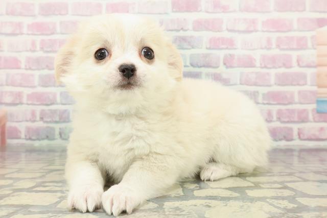 東京都のチワワ(ロング) (Coo&RIKU板橋店/2025年12月17日生まれ/男の子/クリームホワイト)の子犬の2枚目の画像