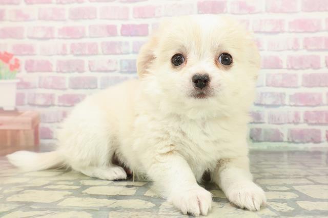 東京都のチワワ(ロング) (Coo&RIKU板橋店/2025年12月17日生まれ/男の子/クリームホワイト)の子犬の3枚目の画像