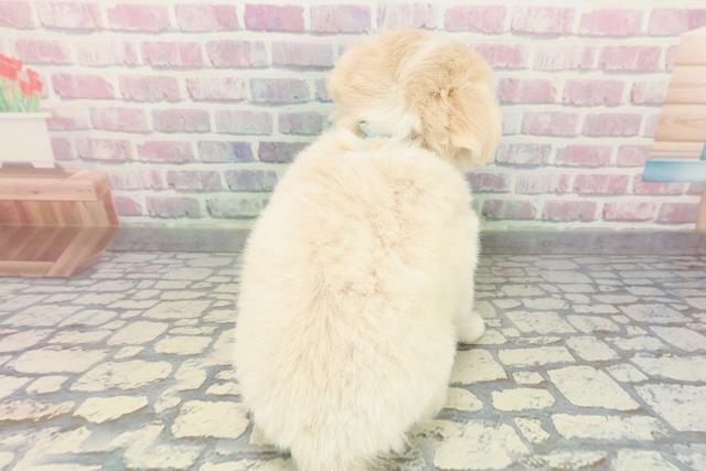 東京都のチワワ(ロング) (Coo&RIKU板橋店/2025年12月17日生まれ/男の子/クリームホワイト)の子犬の4枚目の画像