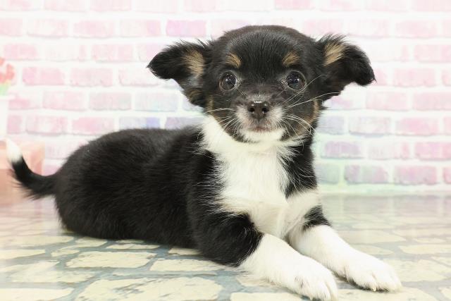 千葉県のチワワ(ロング) (Coo&RIKU若葉都賀店/2025年12月17日生まれ/女の子/ブラックタンホワイト)の子犬の3枚目の画像