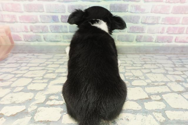 千葉県のチワワ(ロング) (Coo&RIKU若葉都賀店/2025年12月17日生まれ/女の子/ブラックタンホワイト)の子犬の4枚目の画像