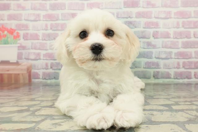 栃木県のビションフリーゼ (Coo&RIKUFKDインターパーク店/2025年12月18日生まれ/女の子/ホワイト)の子犬の1枚目の画像