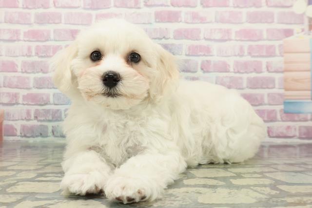 栃木県のビションフリーゼ (Coo&RIKUFKDインターパーク店/2025年12月18日生まれ/女の子/ホワイト)の子犬の2枚目の画像