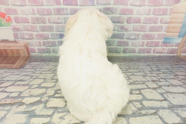 栃木県のビションフリーゼ (Coo&RIKUFKDインターパーク店/2025年12月18日生まれ/女の子/ホワイト)の子犬の4枚目の画像